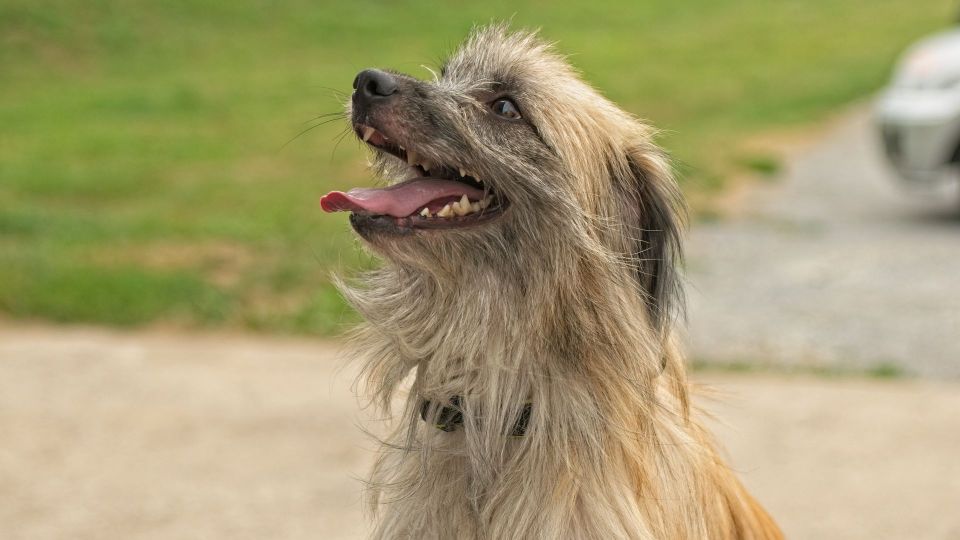 Pyrenean Sheepdog (Long Haired)